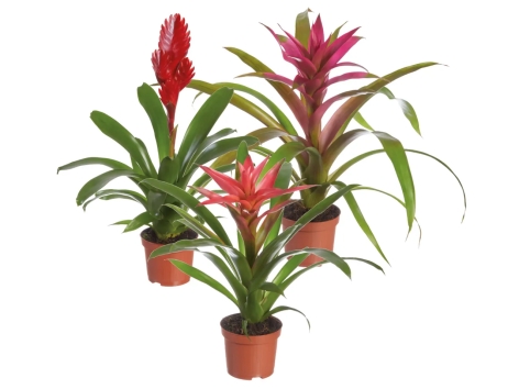 Bromelia