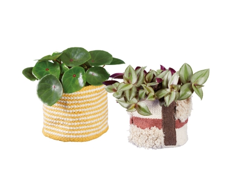 Cestino di piante verdi