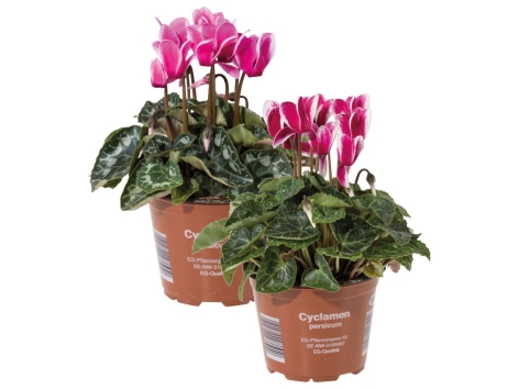 Ciclamino