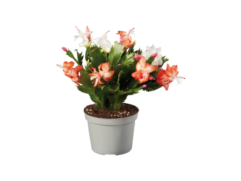 Schlumbergera