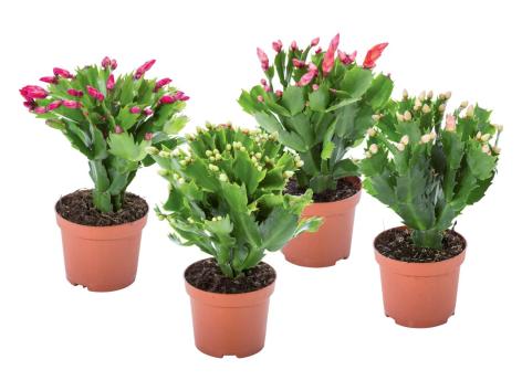 Schlumbergera