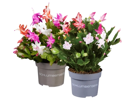 Schlumbergera