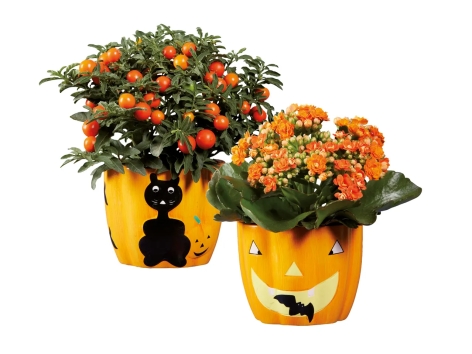 Piantine fiorite in vaso di Halloween