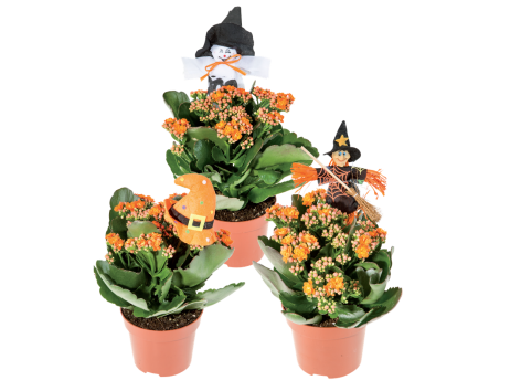 Kalanchoe Calandiva di Halloween
