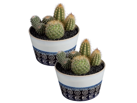 Composizione di cactus