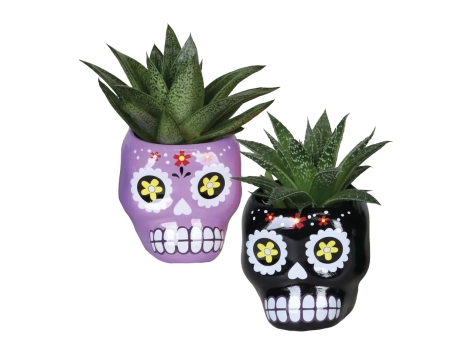 Kalanchoe o succulente