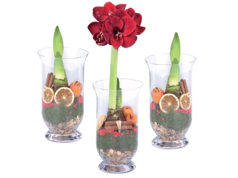 Amaryllis