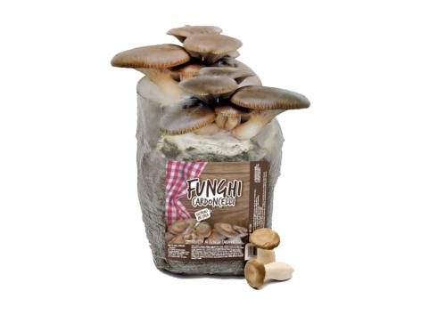 Kit coltivazione funghi