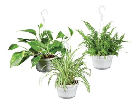 Piante verdi da appendere