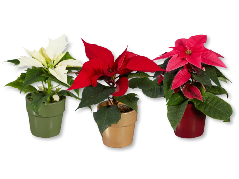 Mini stella di Natale