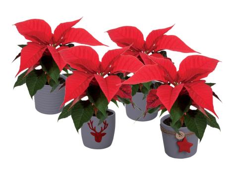 Mini stella di Natale