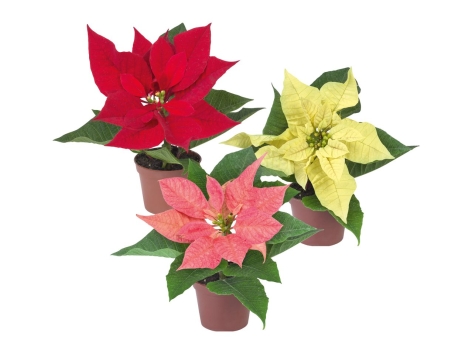 Mini stella di natale