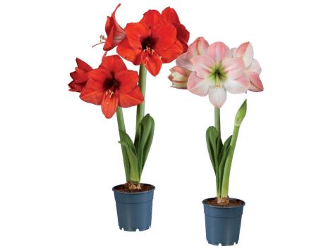 Amaryllis, 2 steli