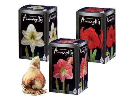Bulbo di Amaryllis