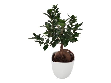 Bonsai