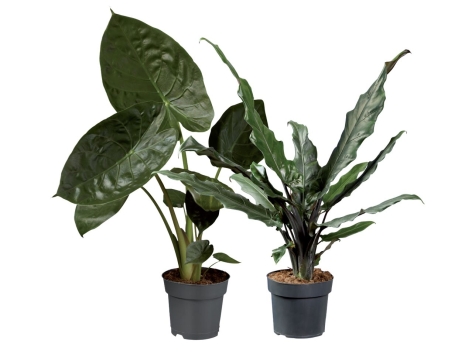 Alocasia