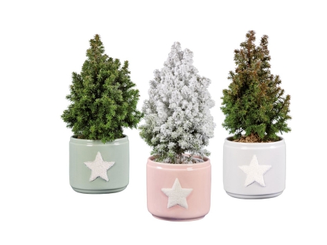 Chamaecyparis in vaso