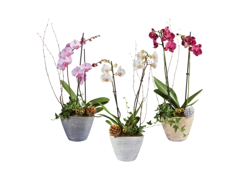 Vaso di Natale con orchidea