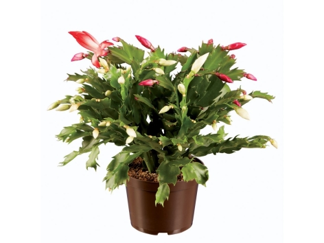 Schlumbergera Duo