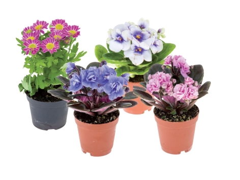 Mini piantine fiorite