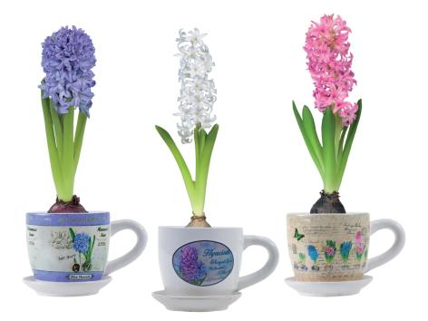 Giacinti in tazza