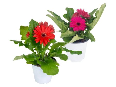 Gerbera
