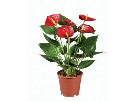 Anthurium Andraeanum