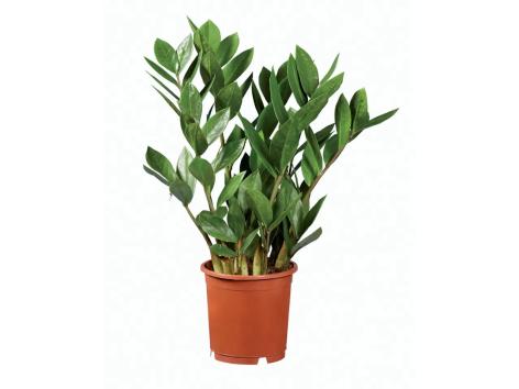Zamioculcas