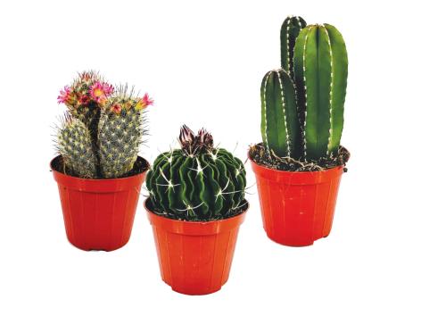 Mix di cactus