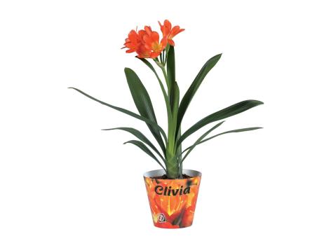 Clivia miniata
