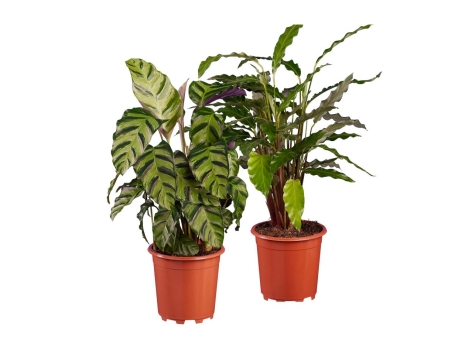 Calathea o Ctenanthe