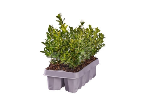Buxus