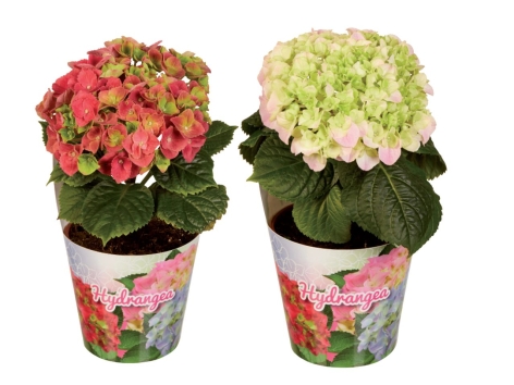 Ortensie “Solomia”