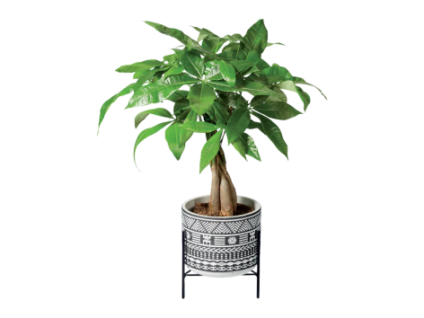 Piante “Easy-care”