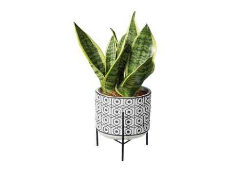 Piante “Easy-care”