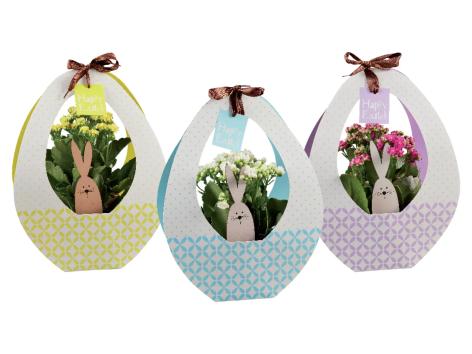Kalanchoe in confezione di Pasqua