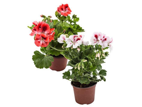 Pelargonium