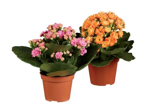 Mini kalanchoe