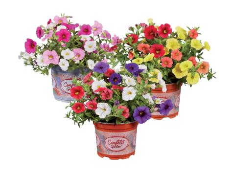 Calibrachoa trio