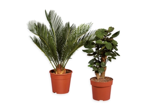 Piante esotiche esclusive