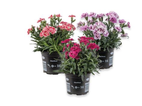 Dianthus adorables