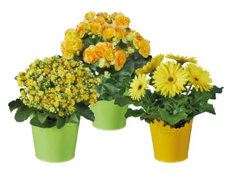 Piante da fiore