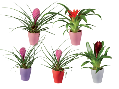 Mini piante da fiore