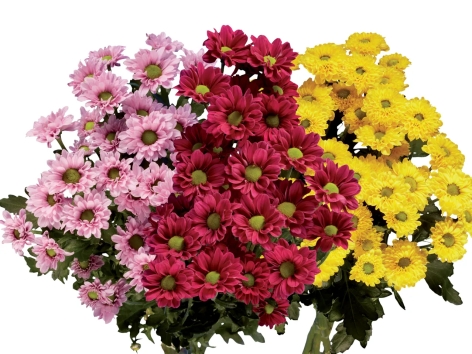 Mazzo di crisantemi