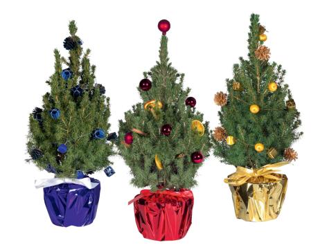 Abete in confezione decorativa