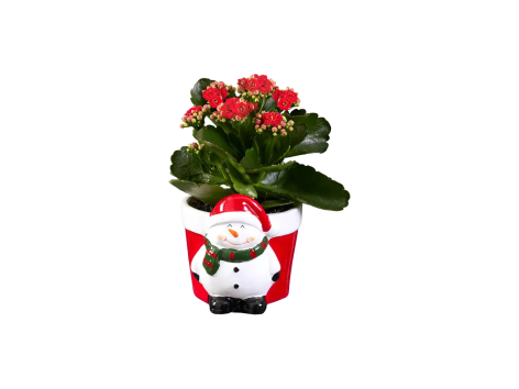 Figure natalizie in ceramica con Kalanchoe