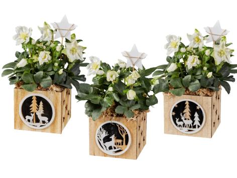 Helleborus in vaso di legno