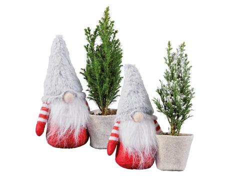 Mini ellwoodii con gnomo