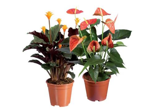 Calathea, Calla o Anthurium