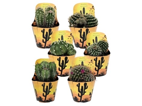 Cactus mix